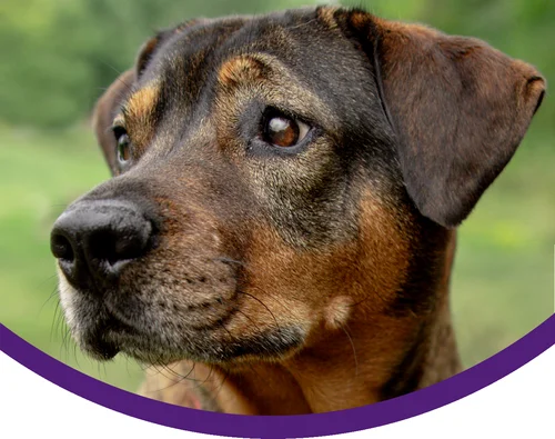 Happy dog being protected by pet insurance