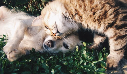 Family with dog discussing insurance options